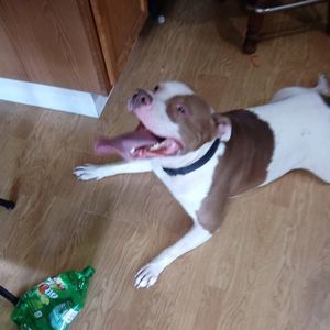 Meet your Posher, Kris